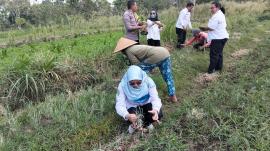 Panen Raya Bawang Merah BUMKal Usaha Sejahtera Dukung Ketahanan Pangan Kalurahan Ngipak